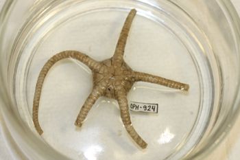 Media type: image;   Invertebrate Zoology OPH-2578 Description: Preserved specimen.;